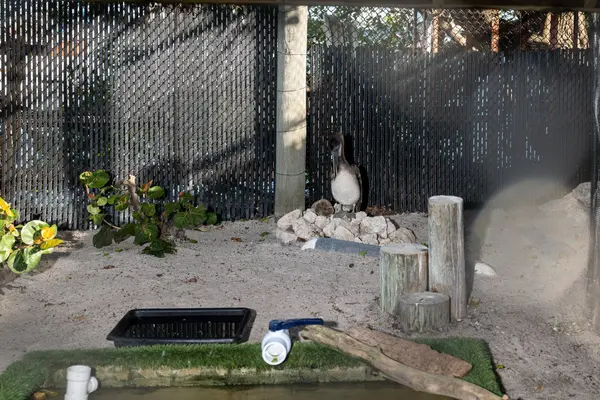 Pelican Harbor Seabird Station — Good Miami Project documentary photography
