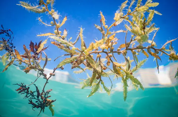 Miami Waterkeeper — Good Miami Project documentary photography