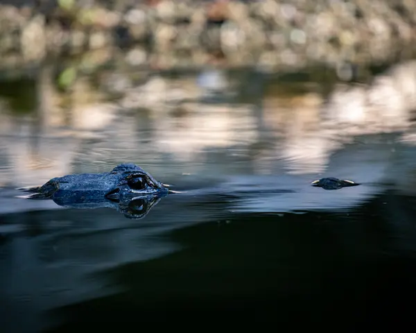 Everglades National Park — Good Miami Project documentary photography