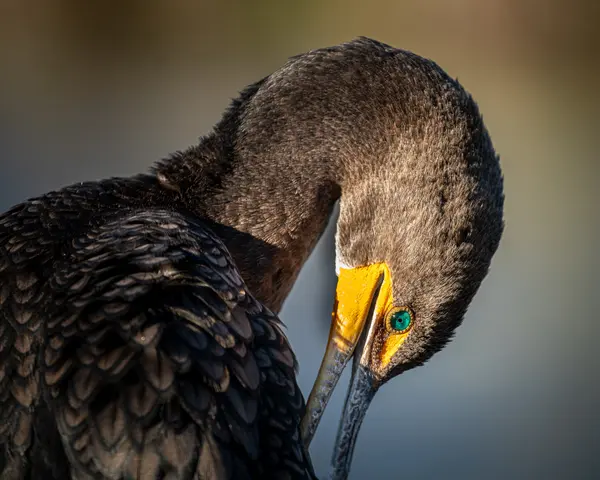 Everglades National Park — Good Miami Project documentary photography