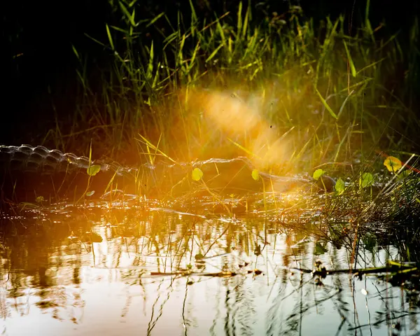 Everglades National Park — Good Miami Project documentary photography