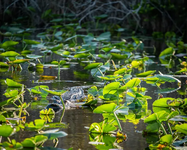 Everglades National Park — Good Miami Project documentary photography