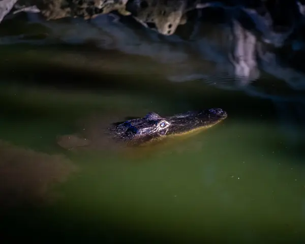 Everglades National Park — Good Miami Project documentary photography