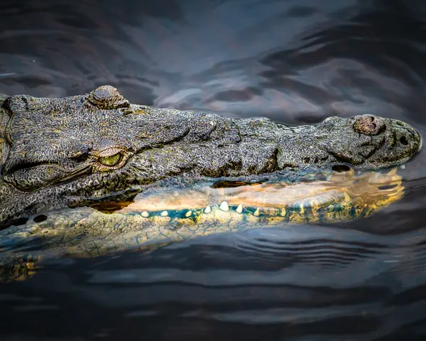 Everglades National Park — Good Miami Project documentary photography
