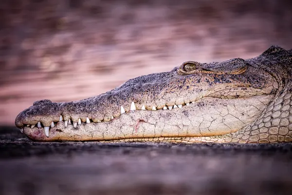 Everglades National Park — Good Miami Project documentary photography