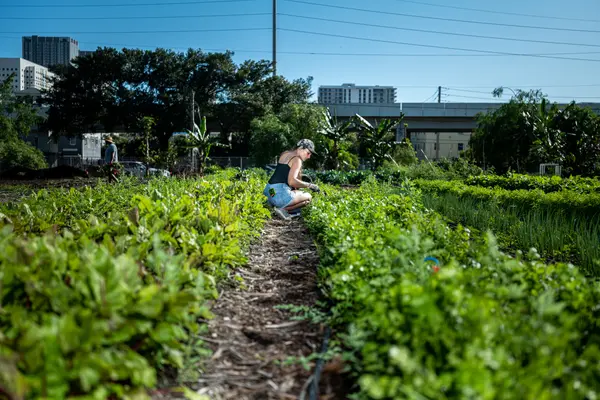 Green Haven Project — Good Miami Project documentary photography