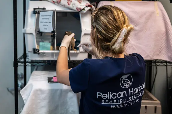 Pelican Harbor Seabird Station — Good Miami Project documentary photography