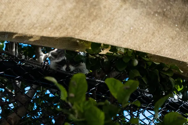 Pelican Harbor Seabird Station — Good Miami Project documentary photography