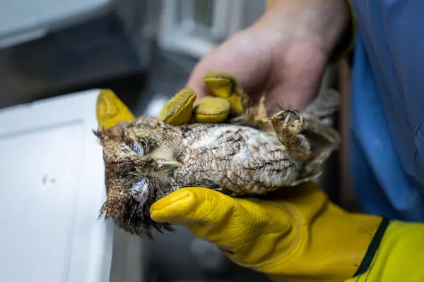 Pelican Harbor Seabird Station — Good Miami Project documentary photography