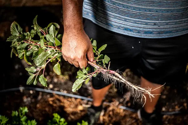 Green Haven Project — Good Miami Project documentary photography