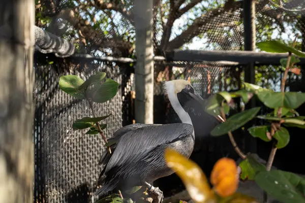 Pelican Harbor Seabird Station — Good Miami Project documentary photography