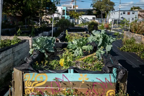 Green Haven Project — Good Miami Project documentary photography
