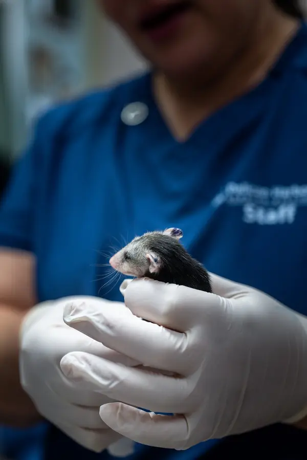Pelican Harbor Seabird Station — Good Miami Project documentary photography