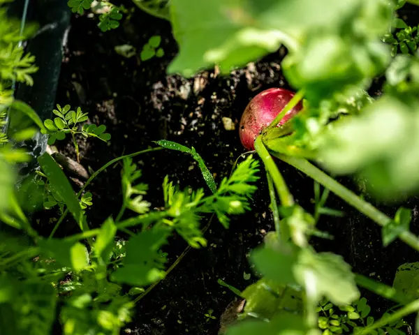 Green Haven Project — Good Miami Project documentary photography