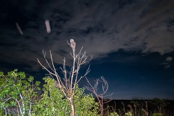 Swamp Apes — Good Miami Project documentary photography