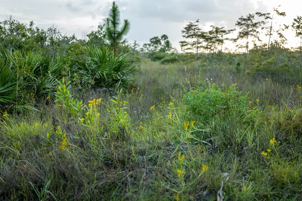 Love the Everglades — Good Miami Project documentary photography